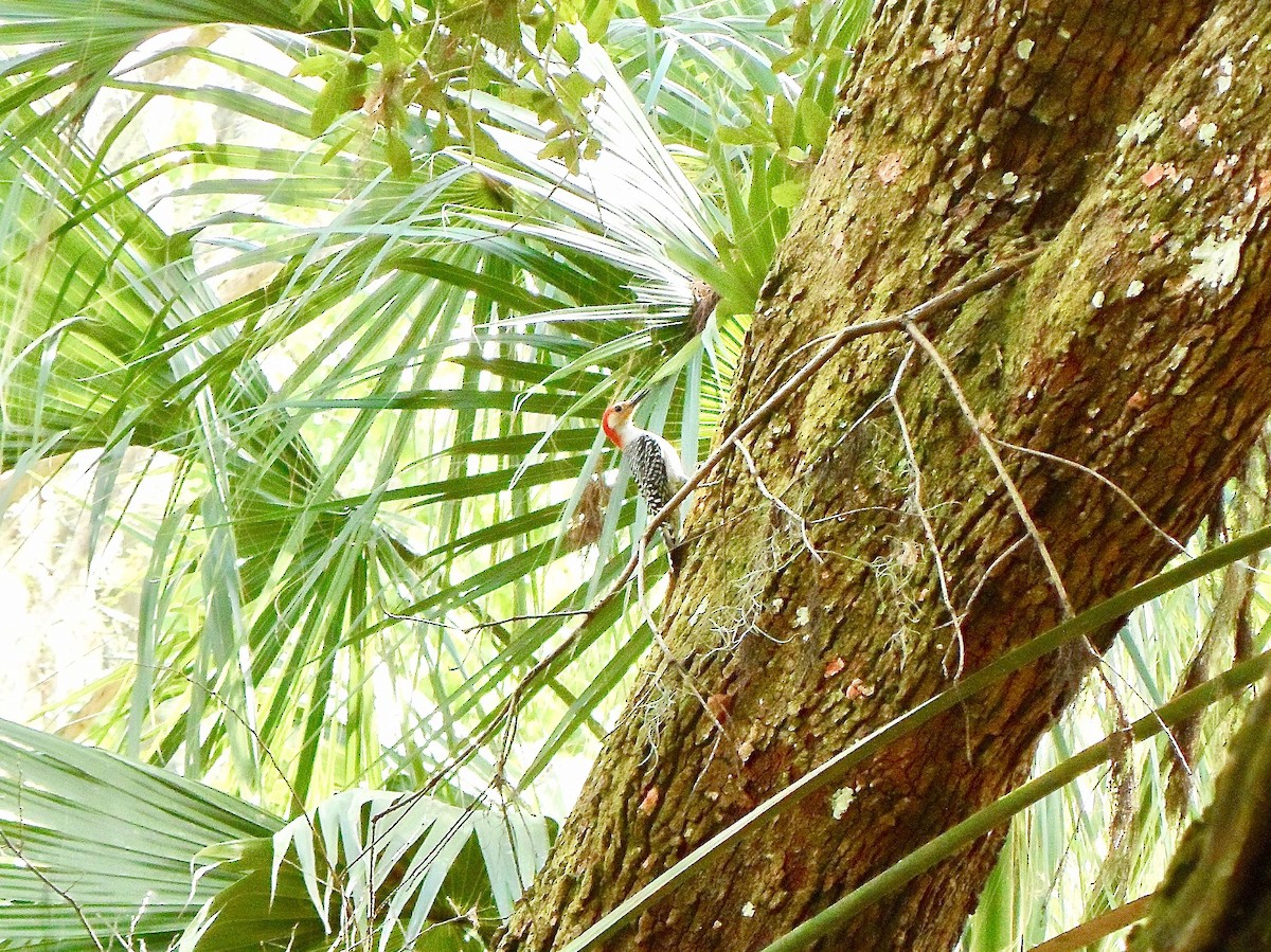 Red-bellied Woodpecker - ML141980481