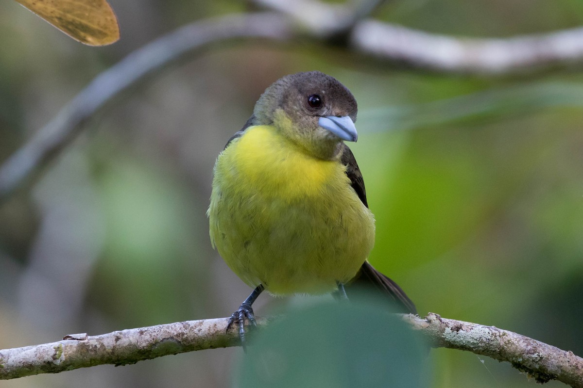 Flame-rumped Tanager - Anonymous