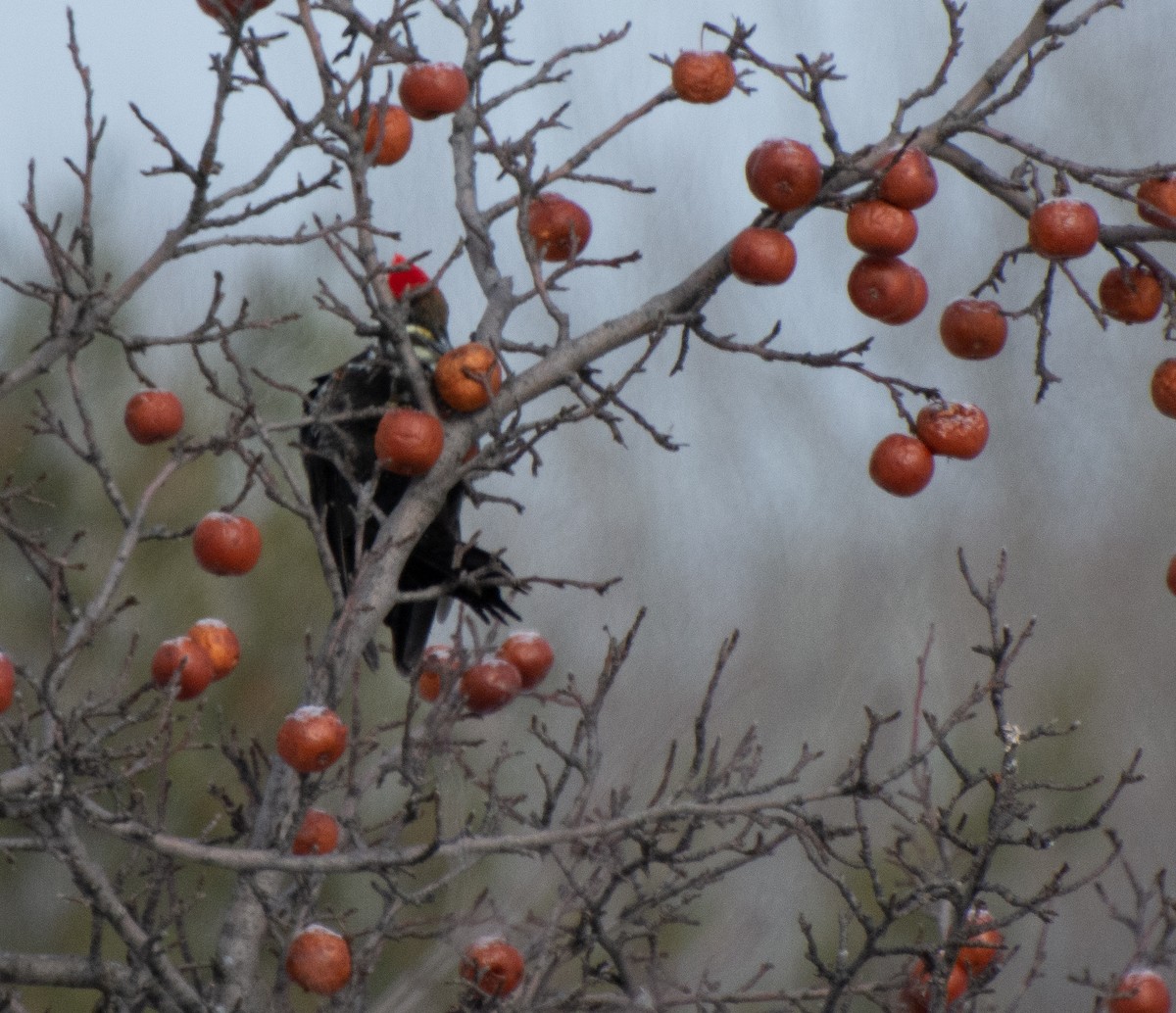 Pileated Woodpecker - Damon Haan