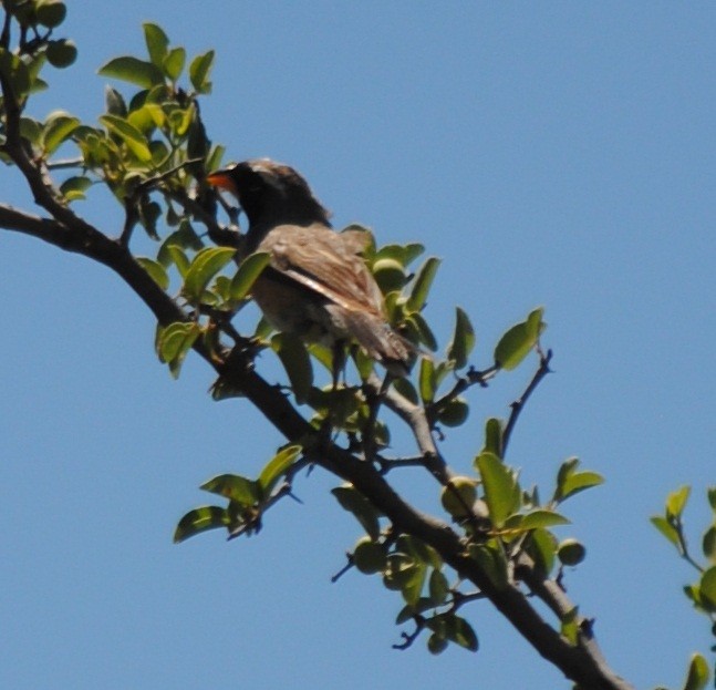 Many-colored Chaco Finch - ML141984081