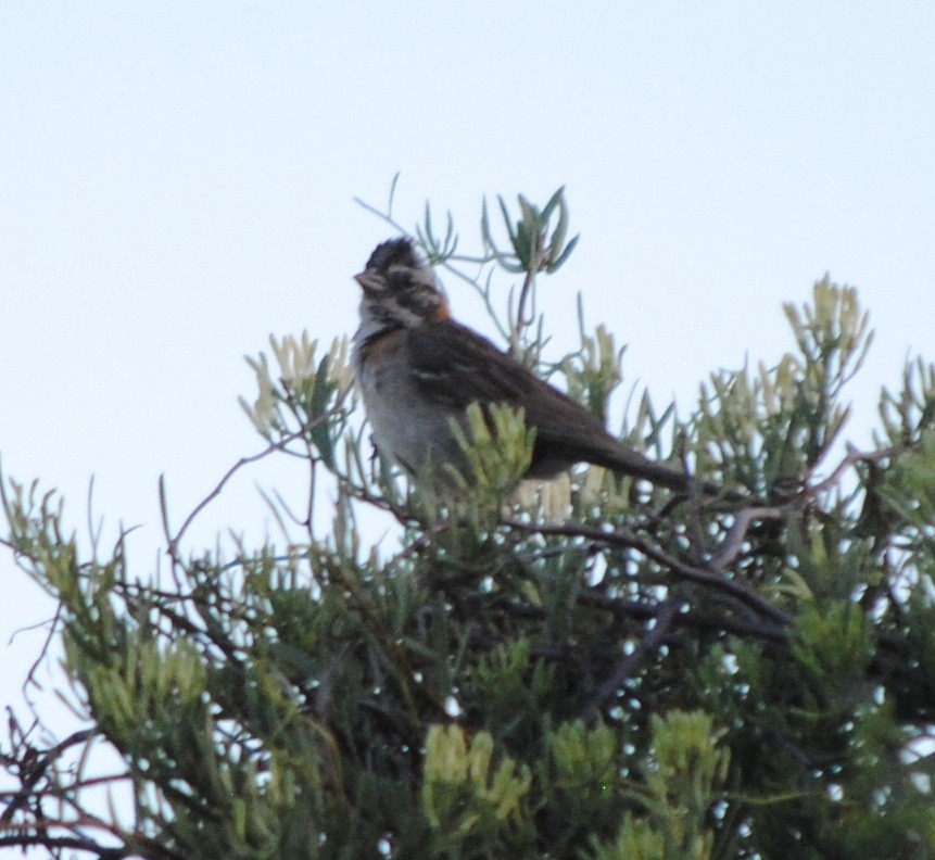Rufous-collared Sparrow - ML141984321