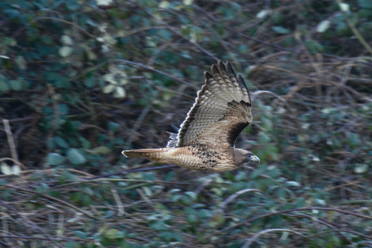 Red-tailed Hawk - ML141985211