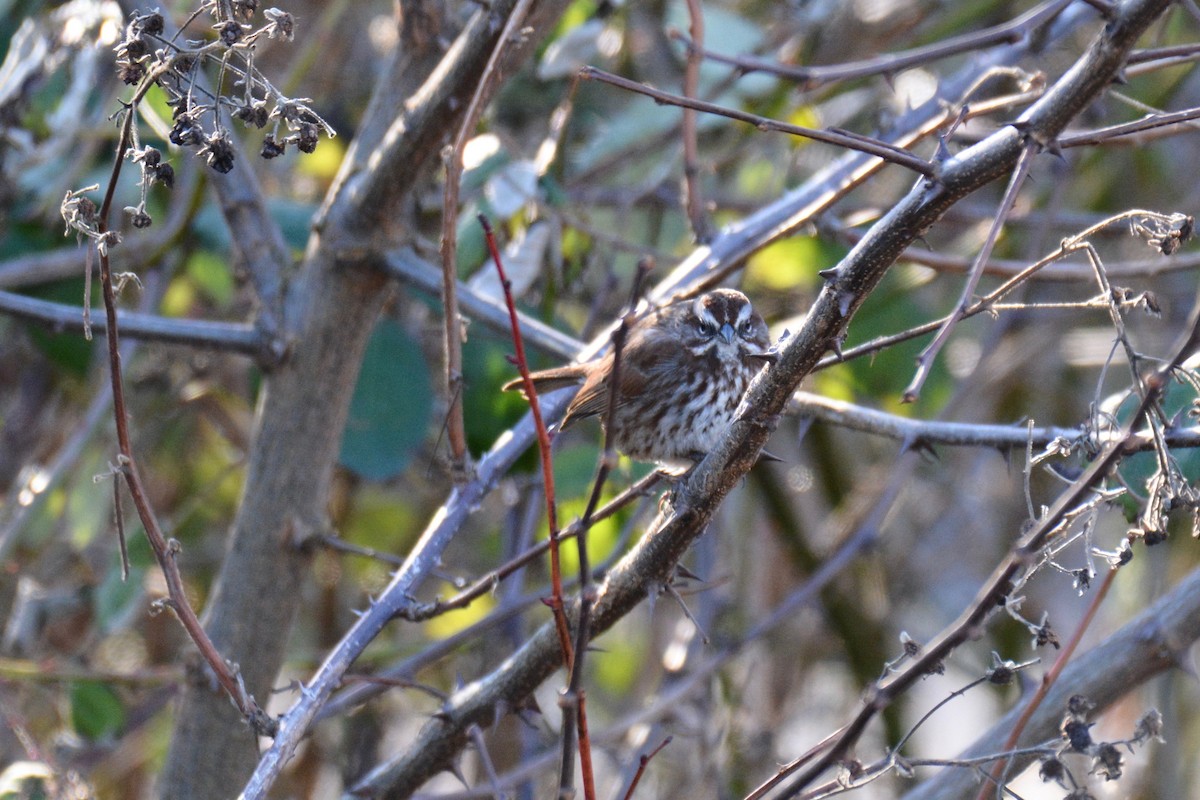 Song Sparrow - Will Brooks