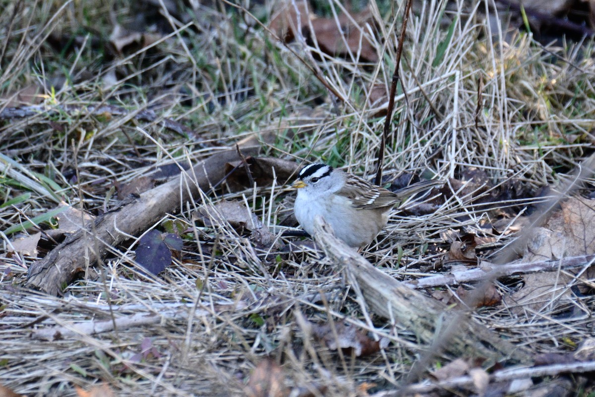 White-crowned Sparrow - ML141985411