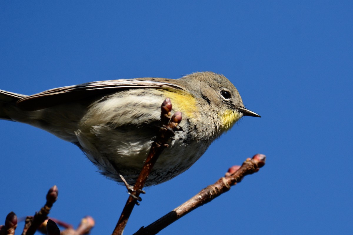 Yellow-rumped Warbler (Audubon's) - ML141985481