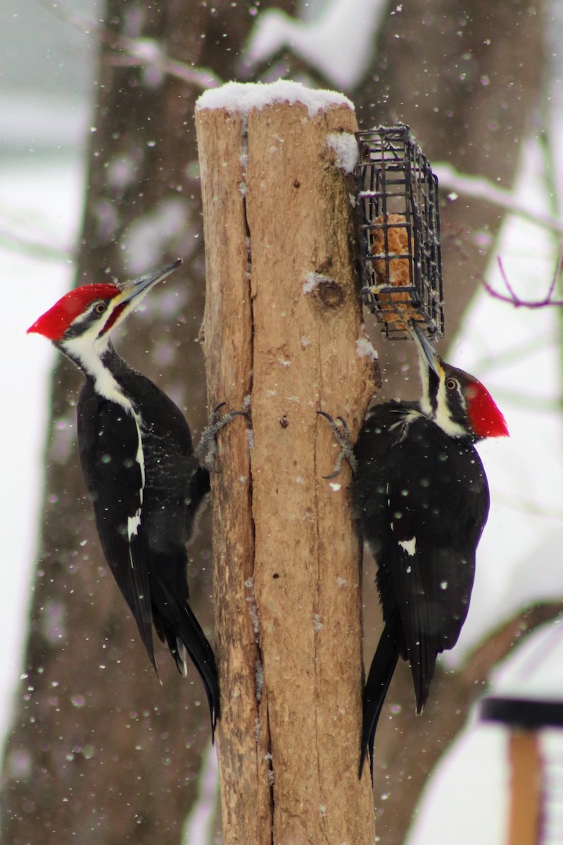 Pileated Woodpecker - Cindy Grimes