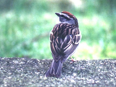 Chipping Sparrow - Urs Geiser