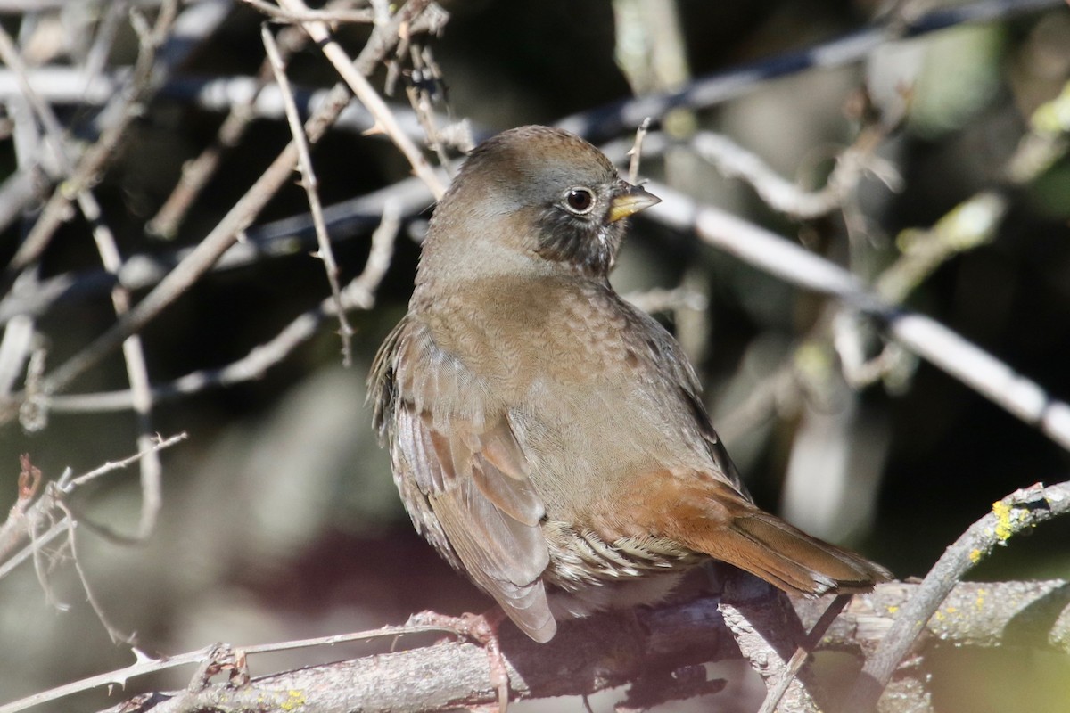 Fox Sparrow (Sooty) - ML141986001