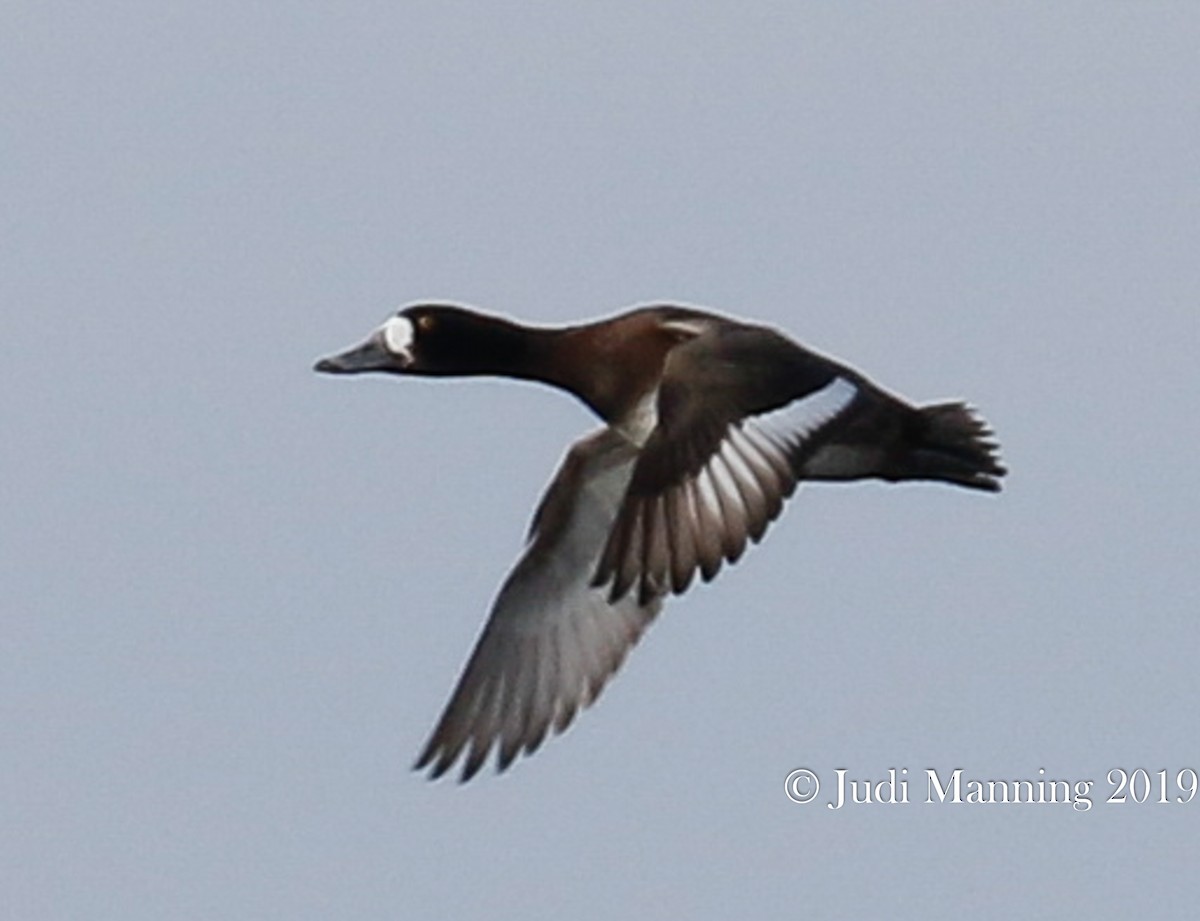 Greater Scaup - ML141986221