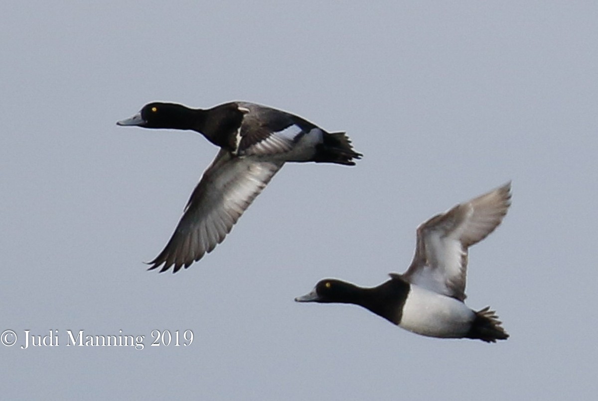 Greater Scaup - ML141986231