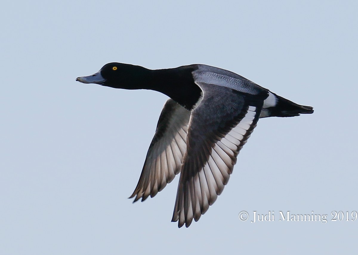 Greater Scaup - ML141986251