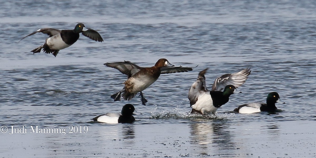 Greater Scaup - ML141986261
