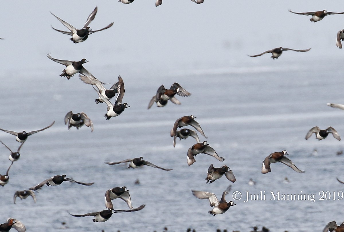 Greater Scaup - ML141986271