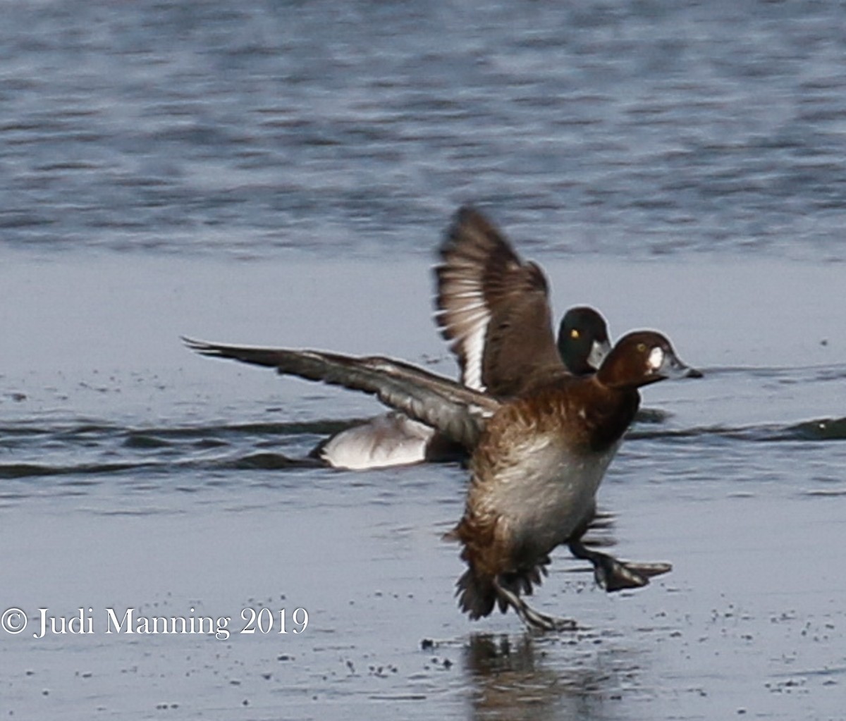 Greater Scaup - ML141986281