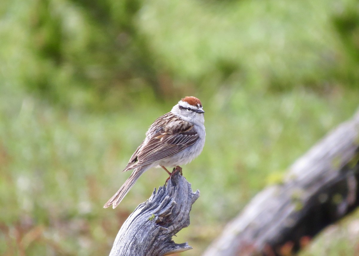 Chipping Sparrow - Dave Bengston