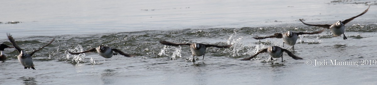 Long-tailed Duck - ML141987071
