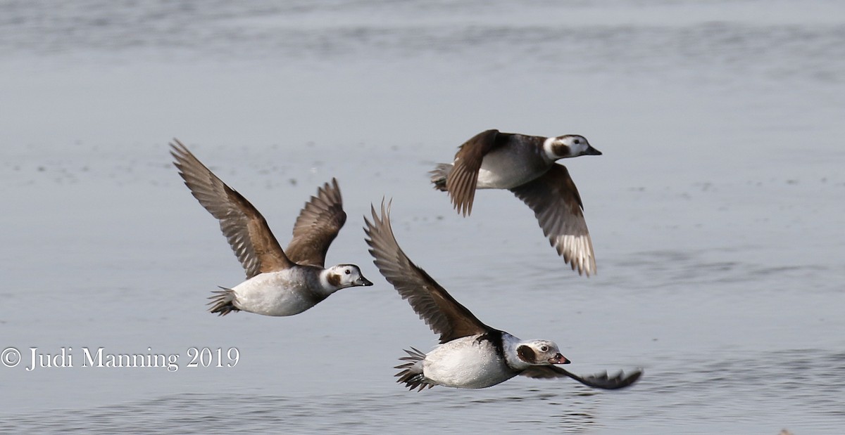 Long-tailed Duck - ML141987091