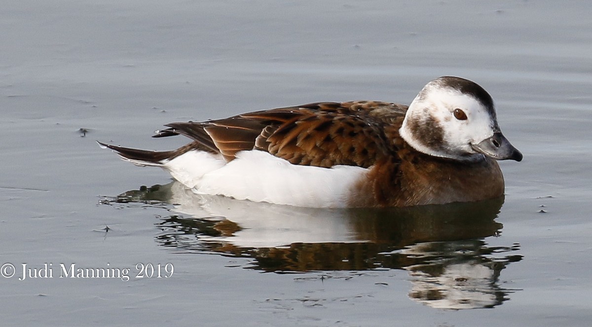 Long-tailed Duck - ML141987101