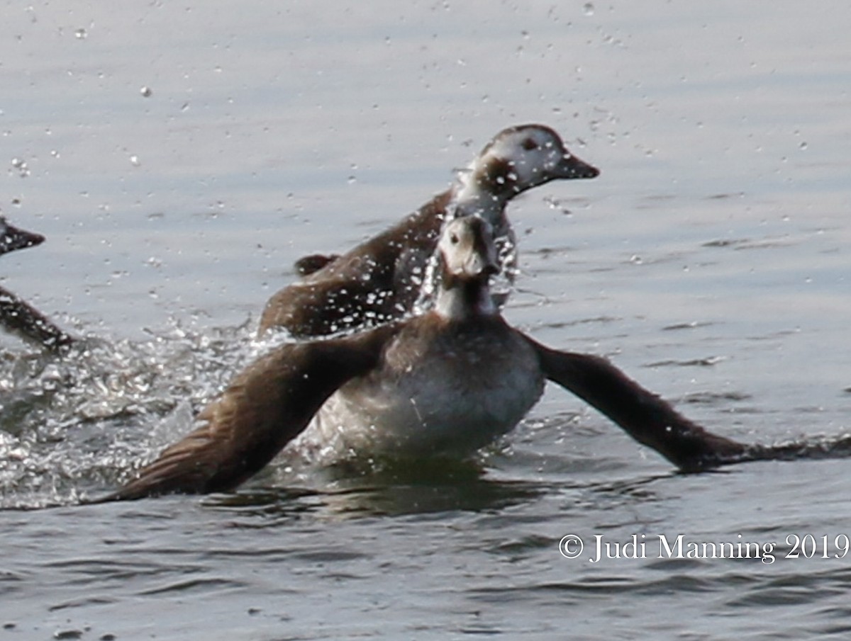 Long-tailed Duck - Carl & Judi Manning