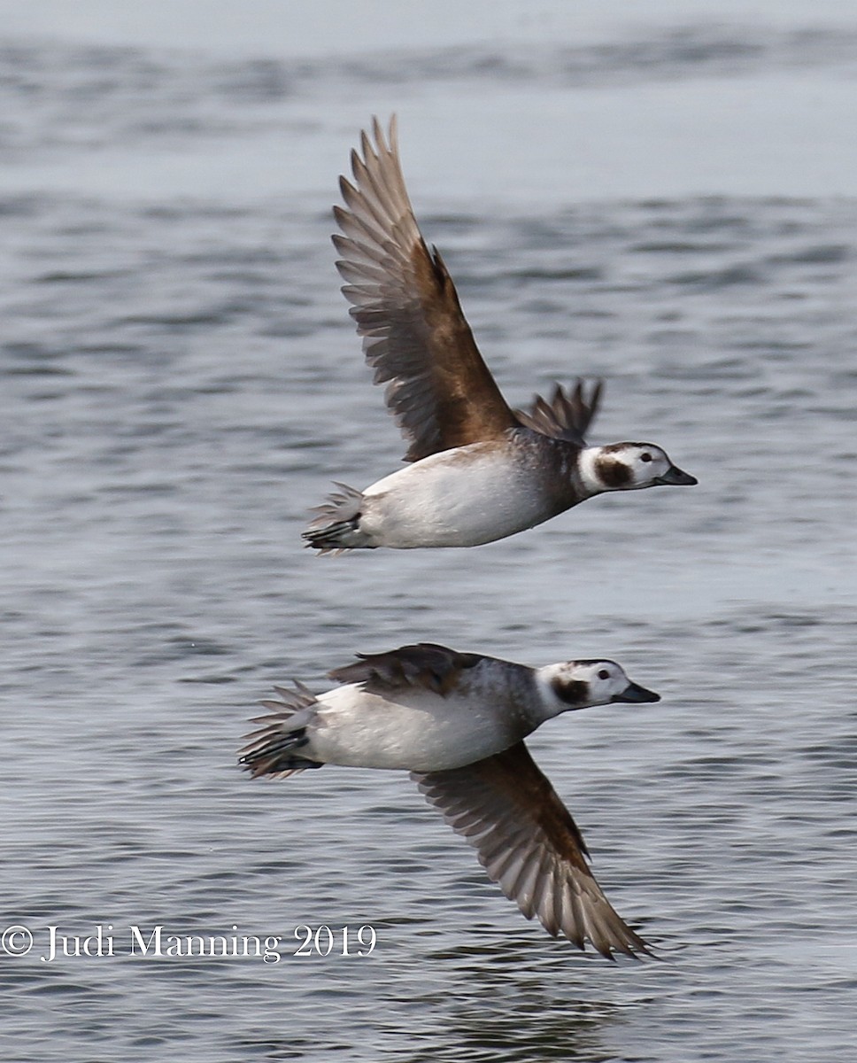 Long-tailed Duck - Carl & Judi Manning
