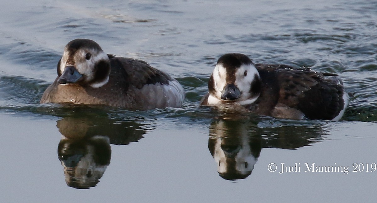 Long-tailed Duck - ML141987151