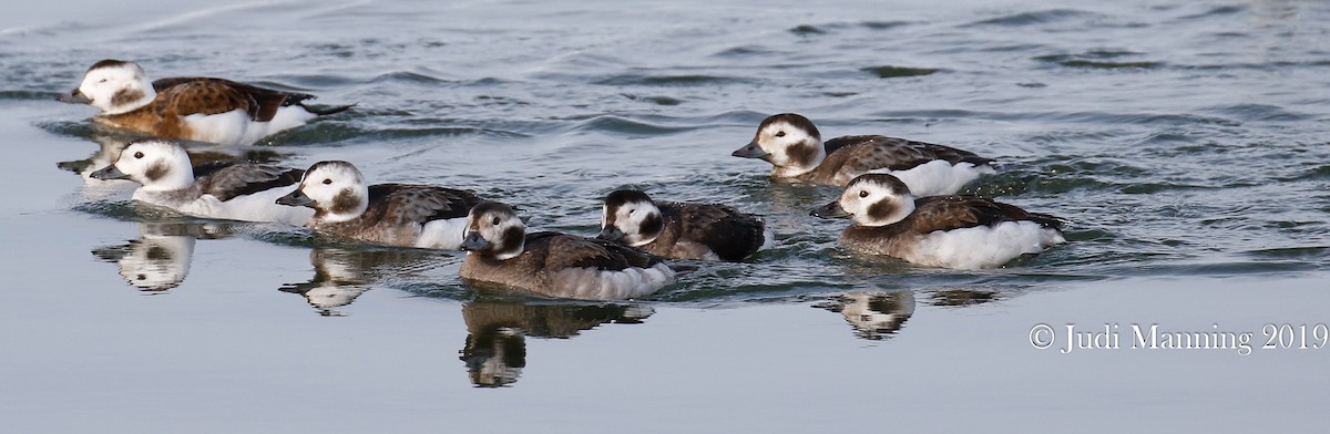 Long-tailed Duck - ML141987161