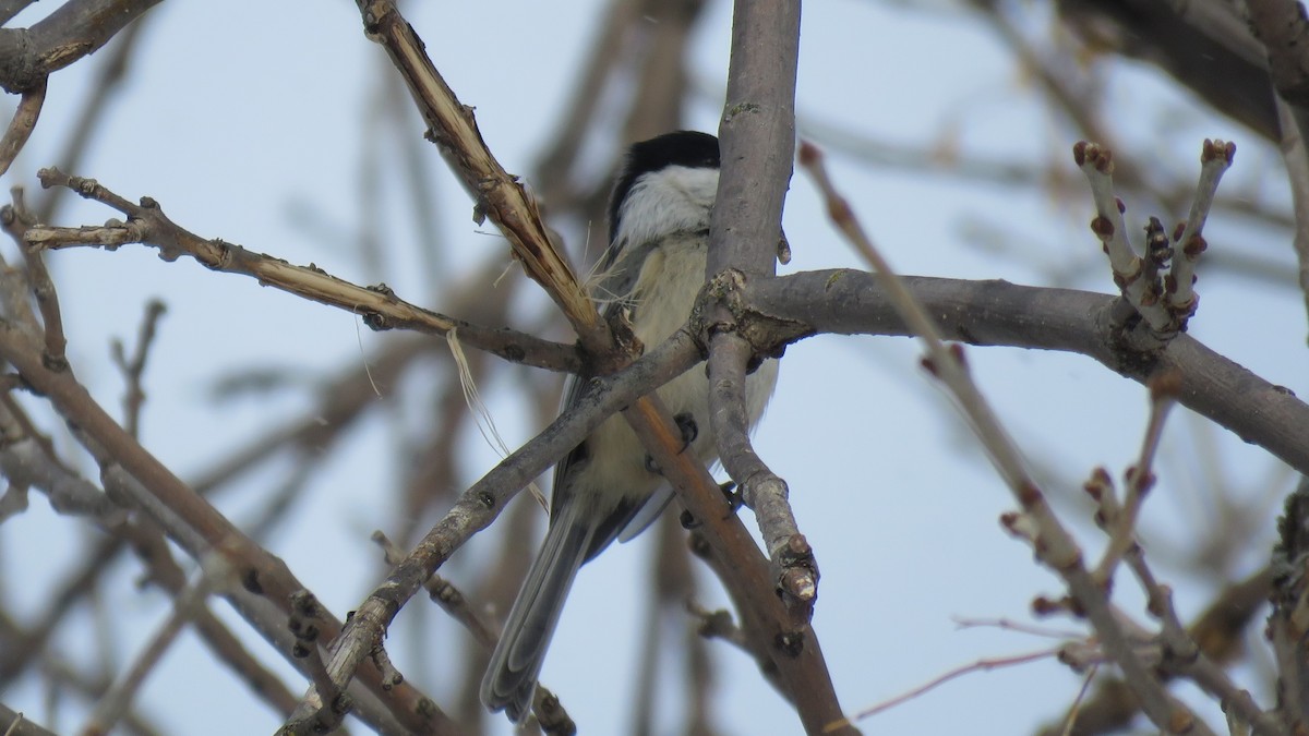 Black-capped Chickadee - Kathy Sidles
