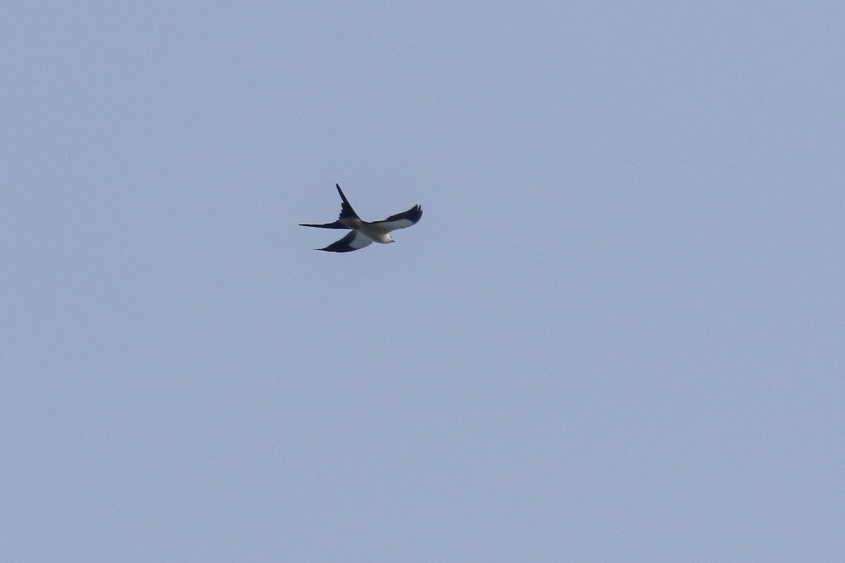 Swallow-tailed Kite - ML141987351