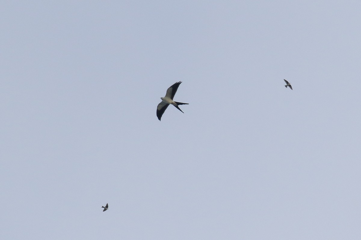 Swallow-tailed Kite - ML141987381