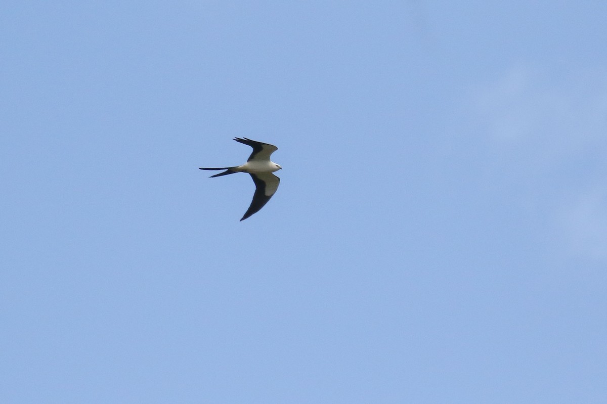 Swallow-tailed Kite - Michael O'Brien