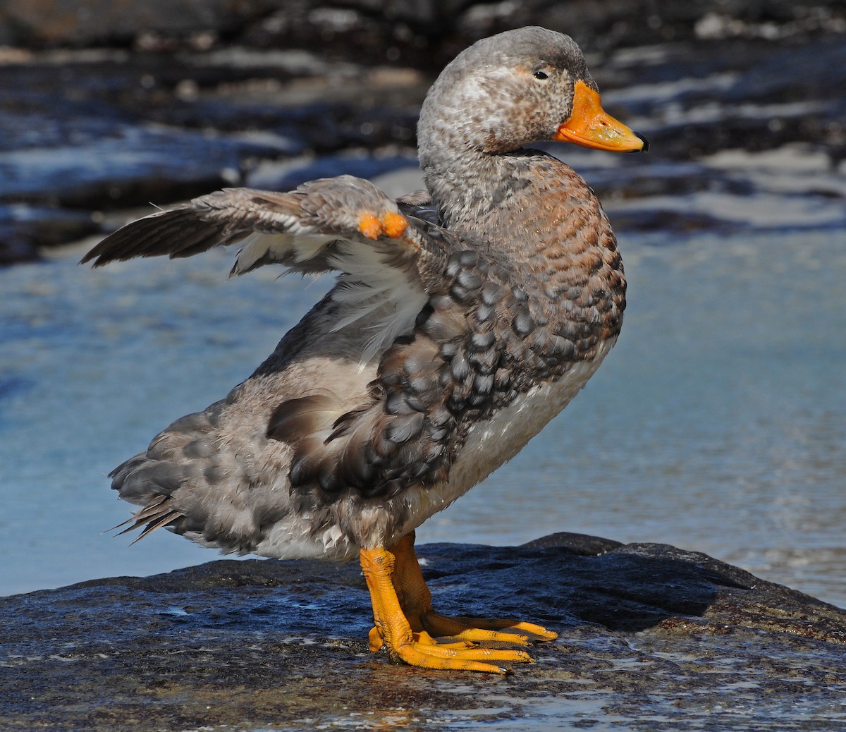 Falkland Steamer-Duck - Marion Dobbs