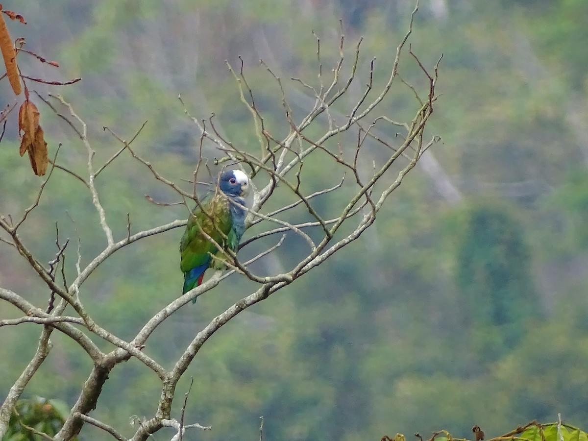 White-crowned Parrot - ML141987621