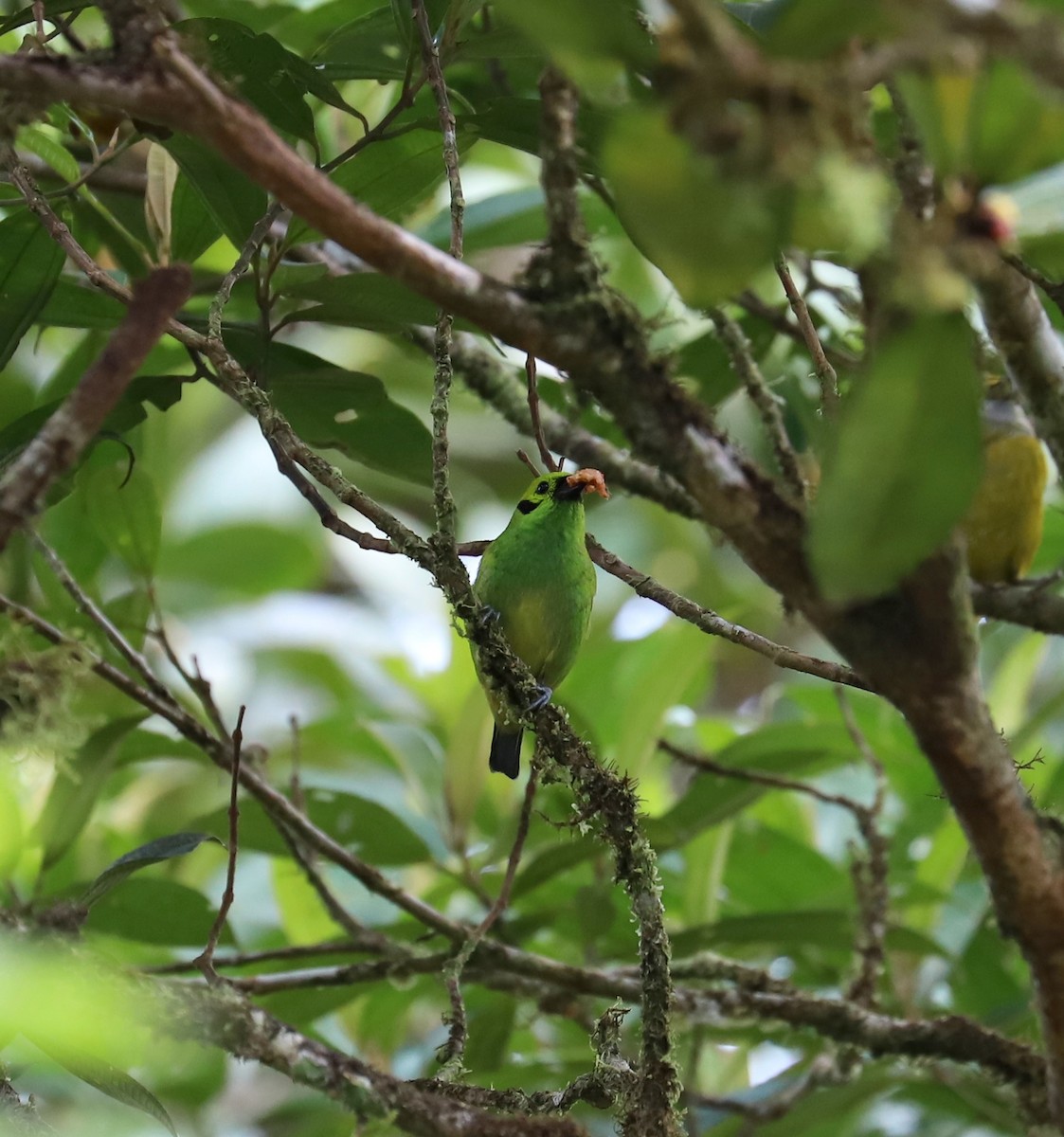 Emerald Tanager - ML141987881