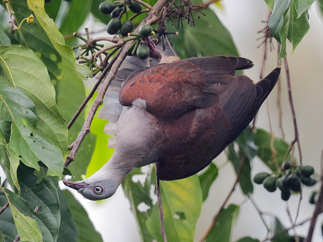 Mountain Imperial-Pigeon - Francis Yap