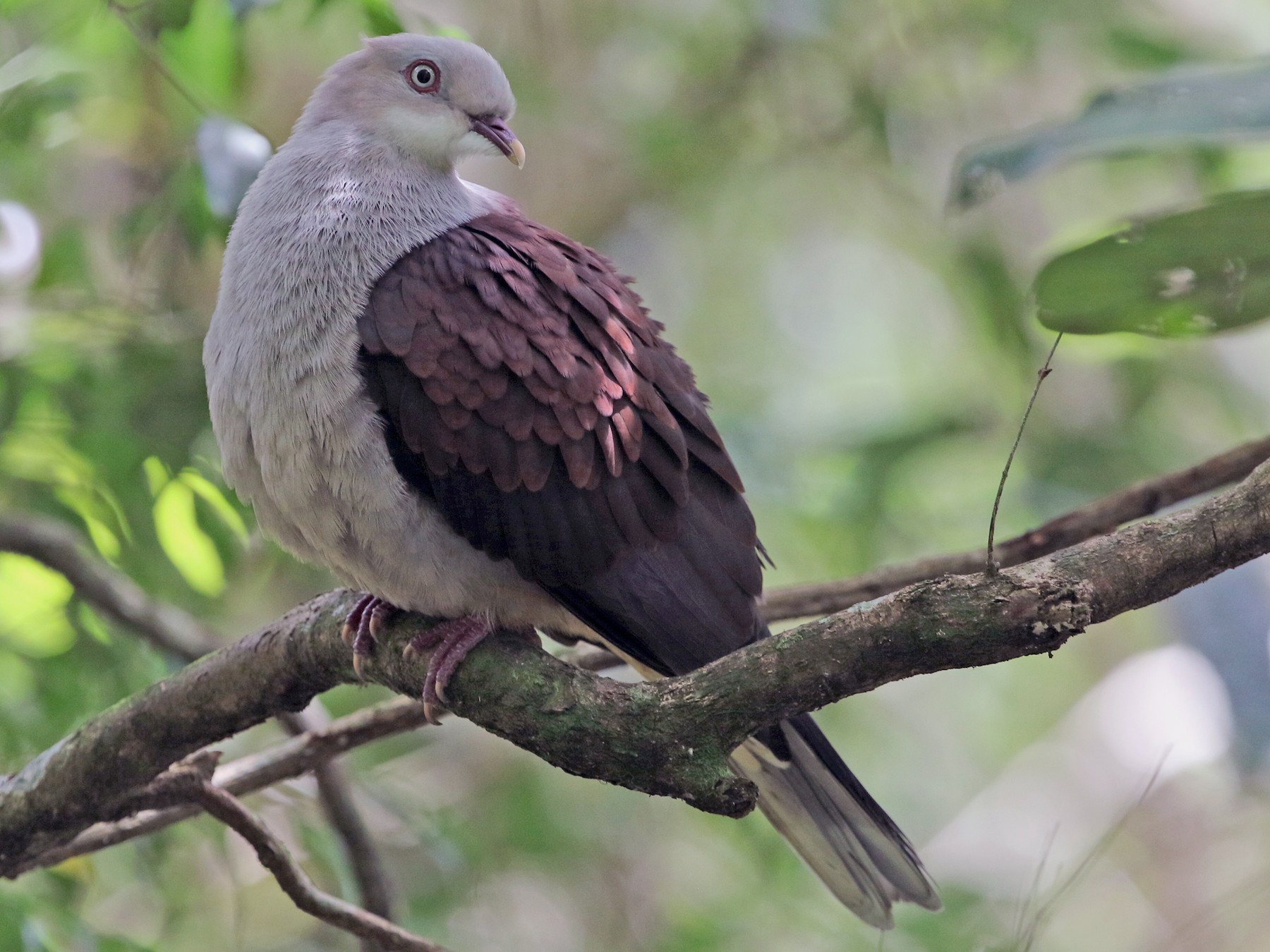 Mountain Imperial-Pigeon - Gerlinde Taurer