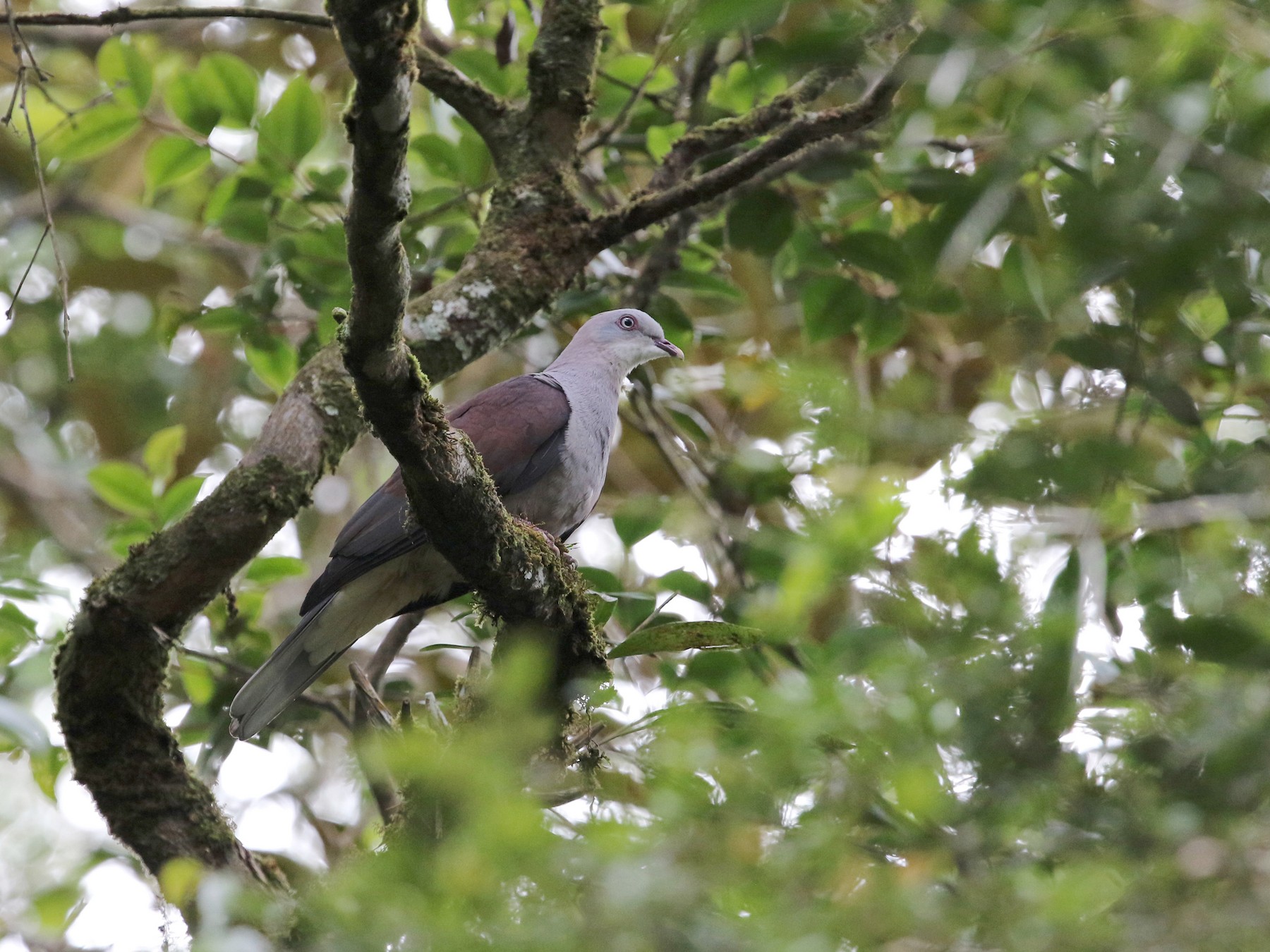 Mountain Imperial-Pigeon - Gerlinde Taurer