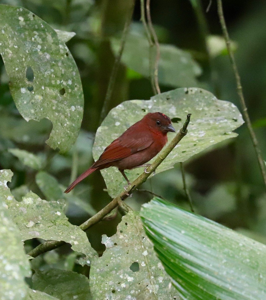 Red-throated Ant-Tanager - ML141988161