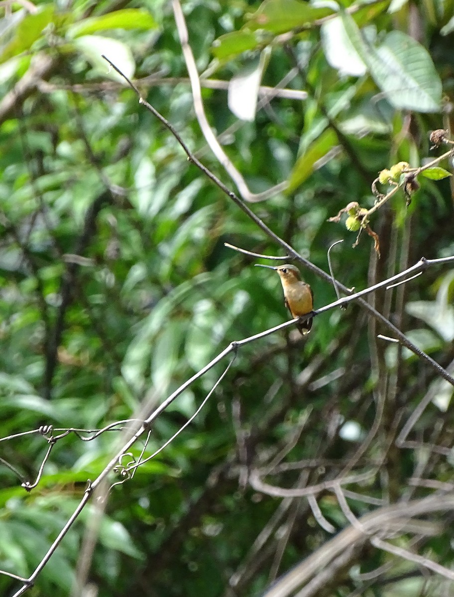 Sparkling-tailed Hummingbird - ML141988271