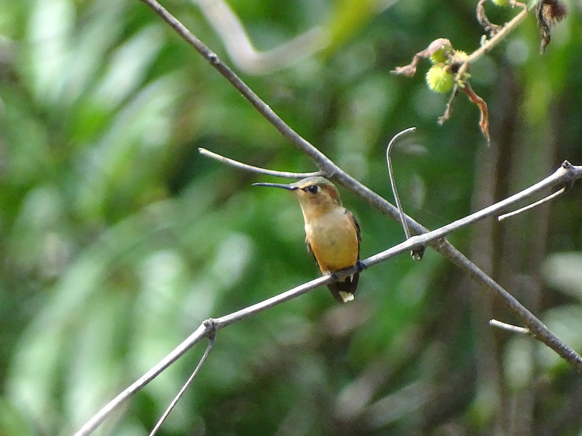 Sparkling-tailed Hummingbird - ML141988351