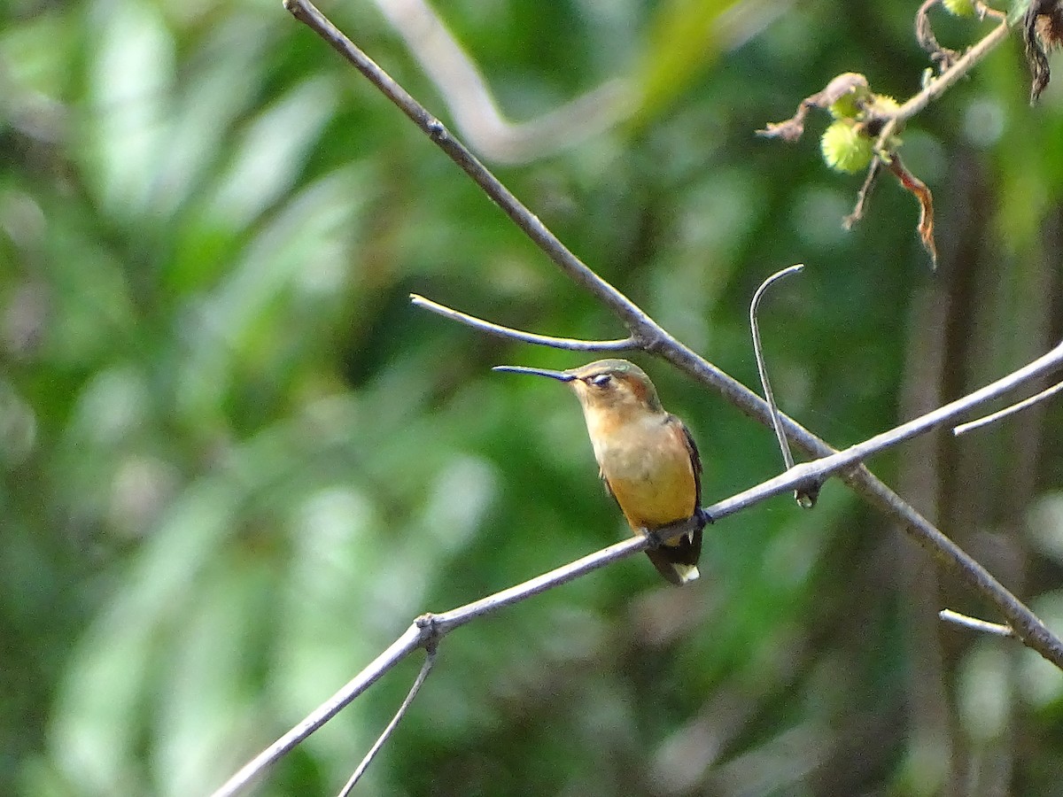 Sparkling-tailed Hummingbird - ML141988361