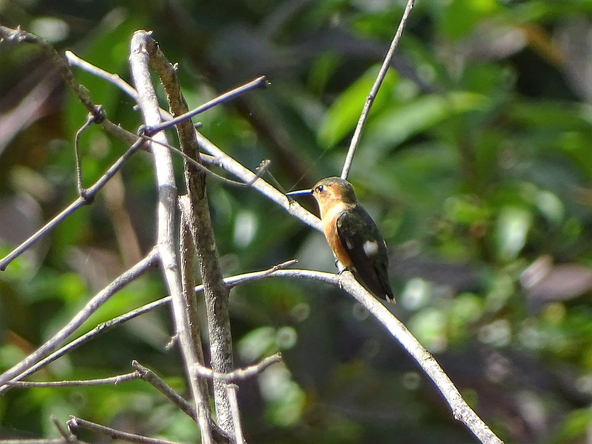 Sparkling-tailed Hummingbird - Alfonso Auerbach