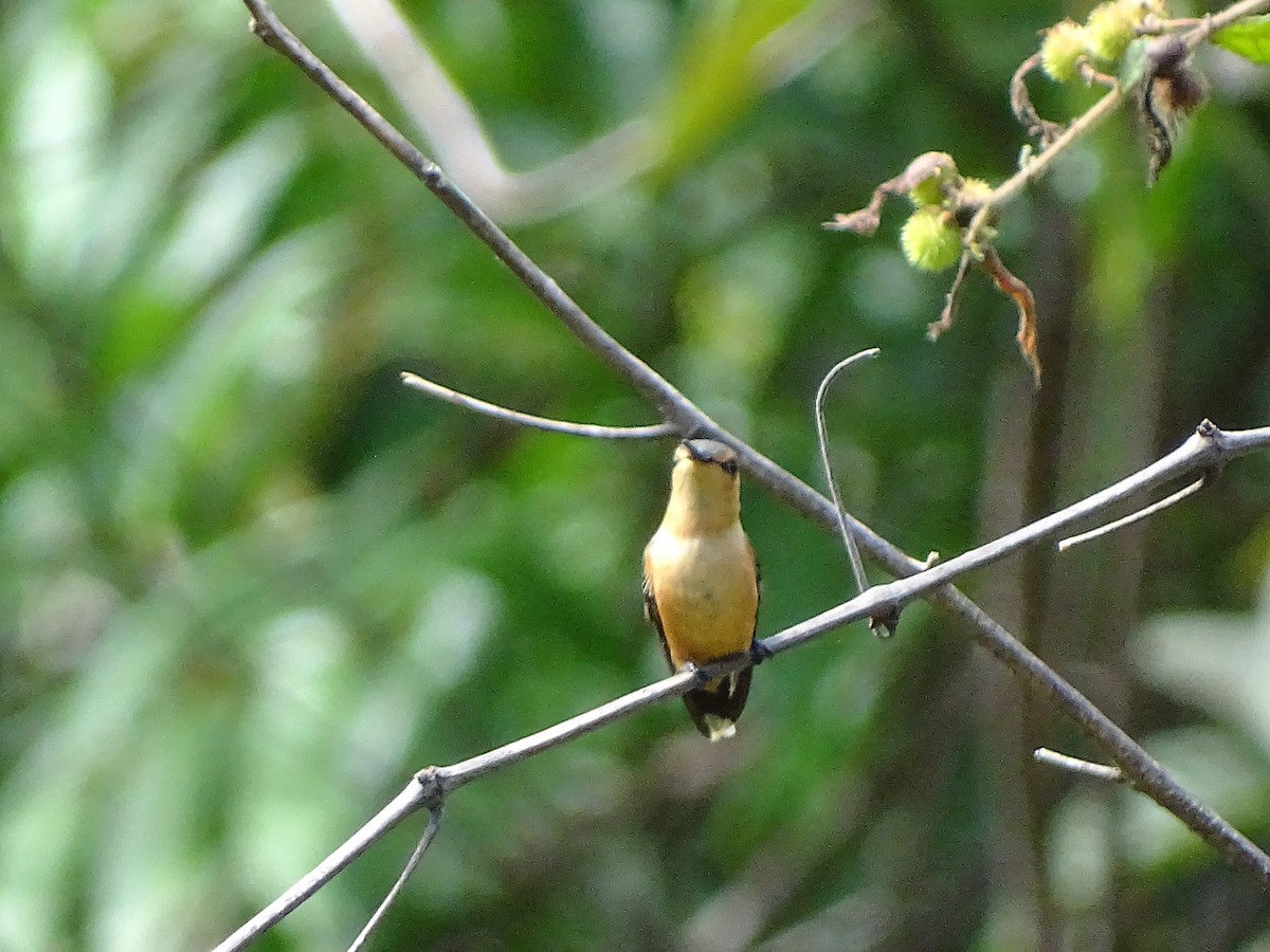 Sparkling-tailed Hummingbird - ML141988511