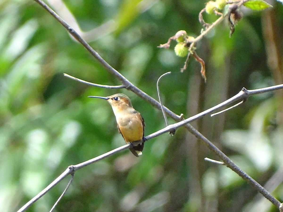 Sparkling-tailed Hummingbird - ML141988521