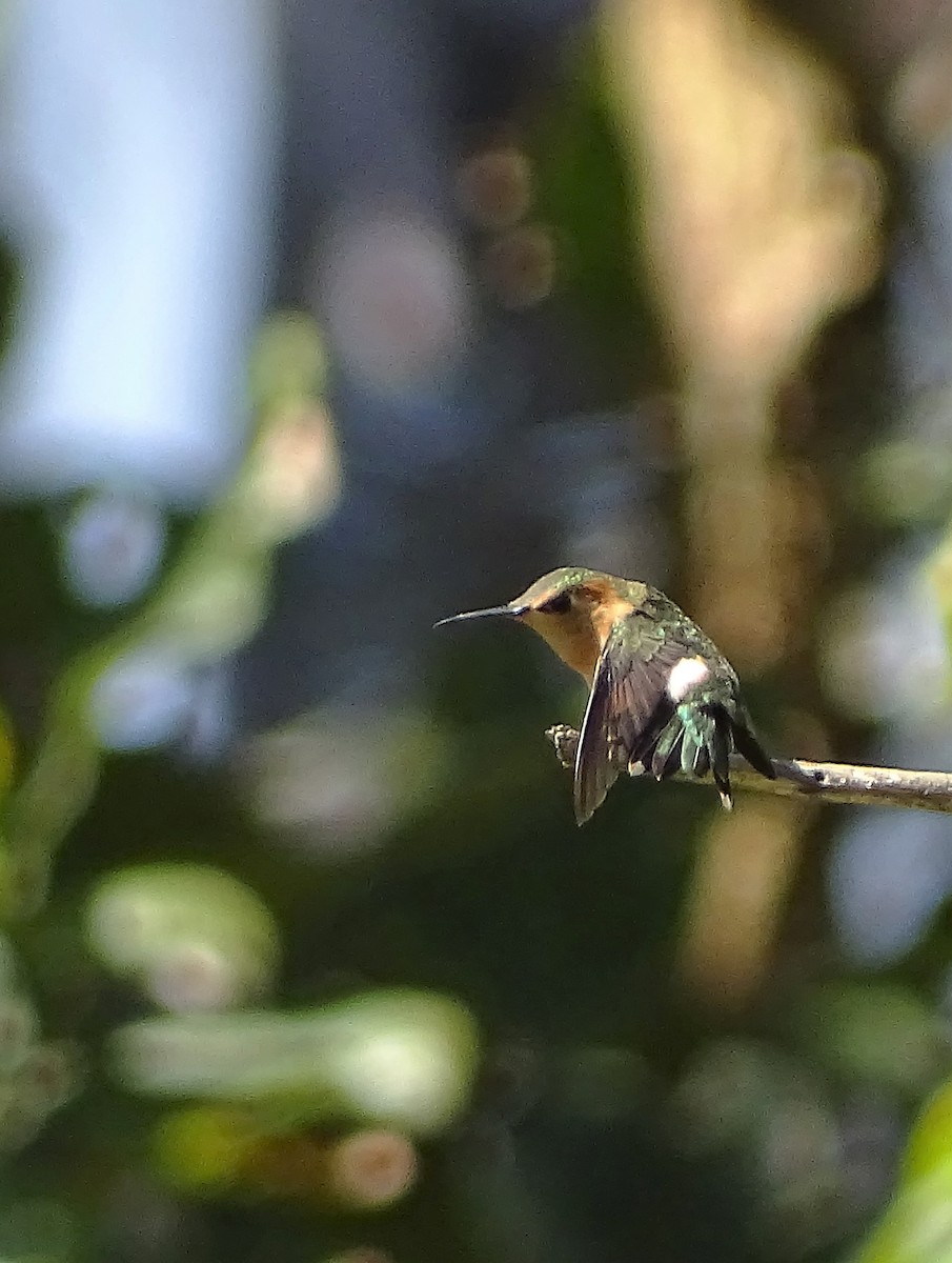 Sparkling-tailed Hummingbird - ML141988591