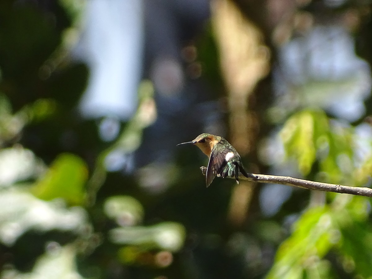 Sparkling-tailed Hummingbird - ML141988621