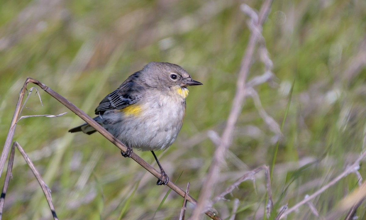 Yellow-rumped Warbler (Audubon's) - Becky Matsubara