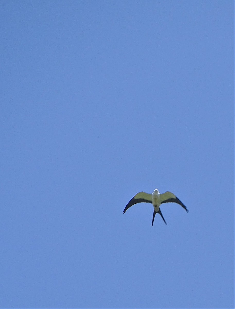 Swallow-tailed Kite - ML141990001