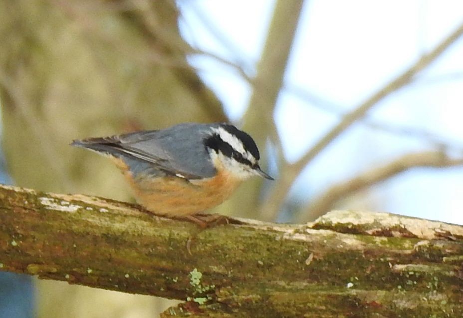 Red-breasted Nuthatch - ML141990541