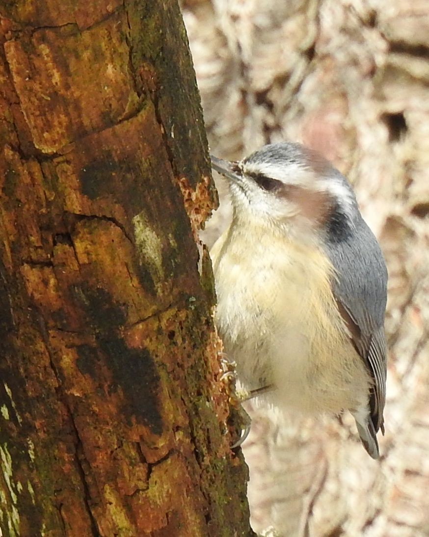 Red-breasted Nuthatch - ML141990561