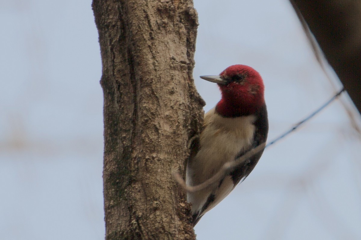 Red-headed Woodpecker - Austin Langdon